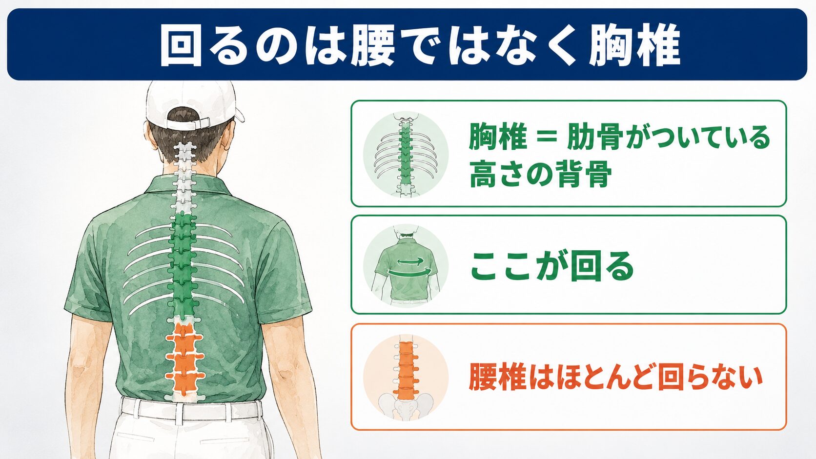 回るのは腰ではなく胸椎。胸椎は肋骨がついている高さの背骨で、スイングで回るのはこの部分。腰の背骨である腰椎はほとんど回らない